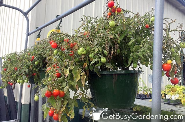 Growing tomatoes in a grow bag - Mud & Bloom