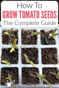 Growing Tomatoes From Seed - The Complete How To Guide