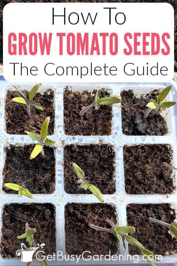 How To Grow Tomato Seeds The Complete Guide