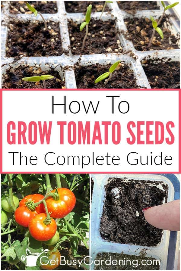 How To Grow Tomato Seeds The Complete Guide