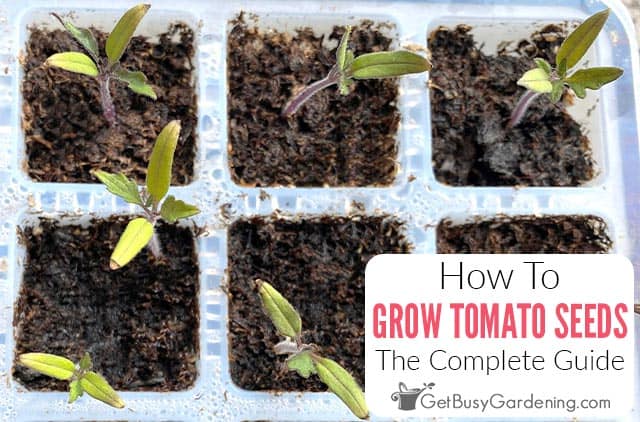 How To Grow Tomatoes From Seed & When To Start