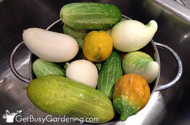 Washing my fresh cucumber harvest