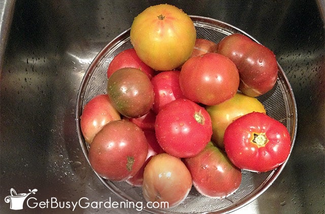 Washing tomatoes after harvesting