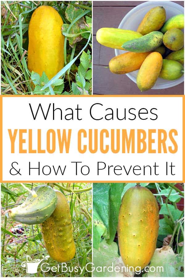 What Causes Yellow Cucumbers & How To Prevent It