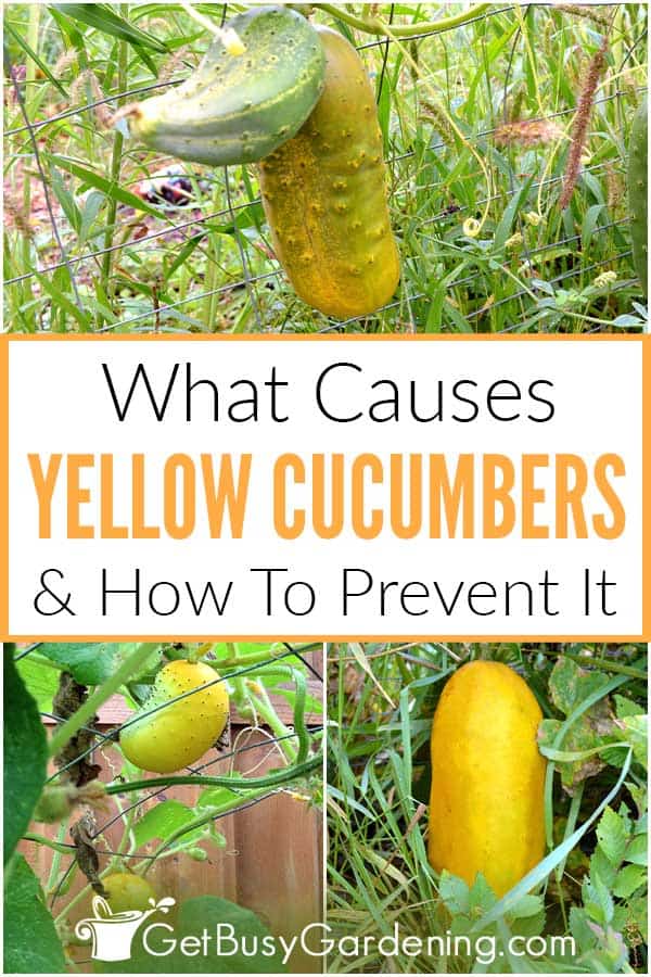 What Causes Yellow Cucumbers & How To Prevent It
