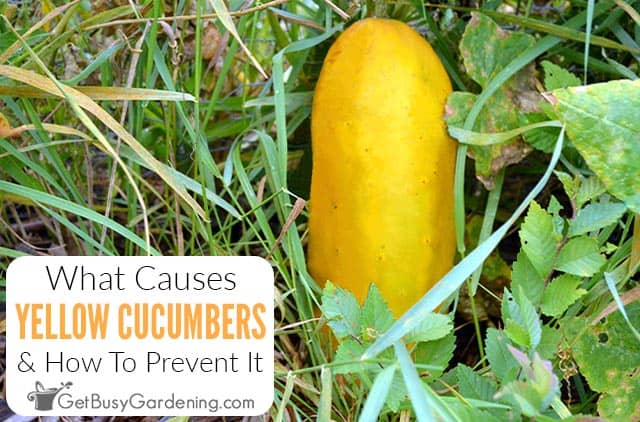 Why Do Cucumbers Turn Yellow & How To Prevent It