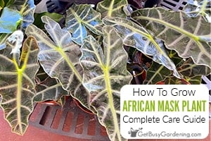 How To Care For African Mask Plants