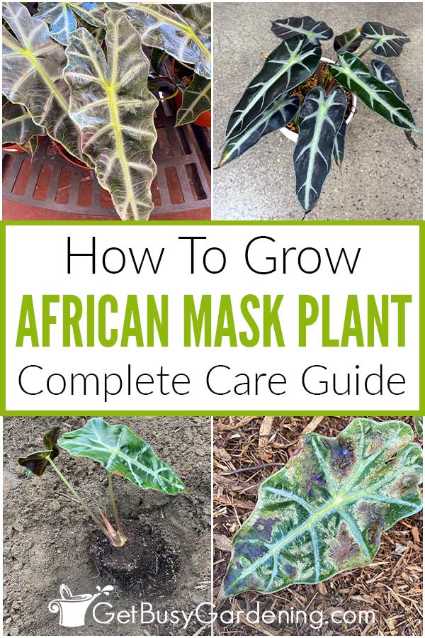 How To Grow African Mask Plant Complete Care Guide