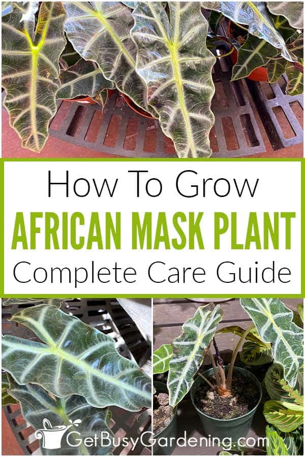 How To Grow African Mask Plant Complete Care Guide