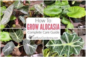 Alocasia Plant Care & Growing Guide - Get Busy Gardening