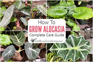 How To Care For Alocasia Plants