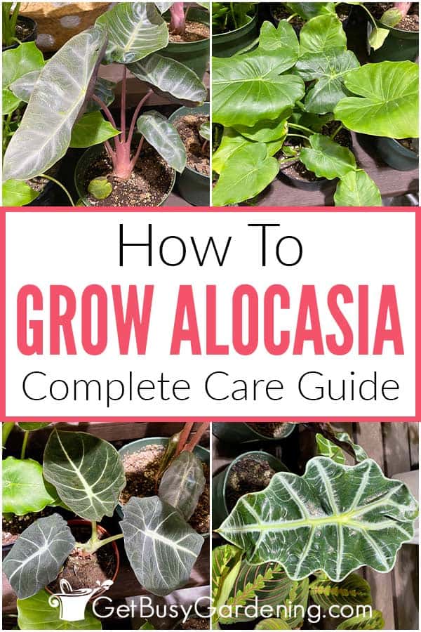 How To Grow Alocasia Complete Care Guide