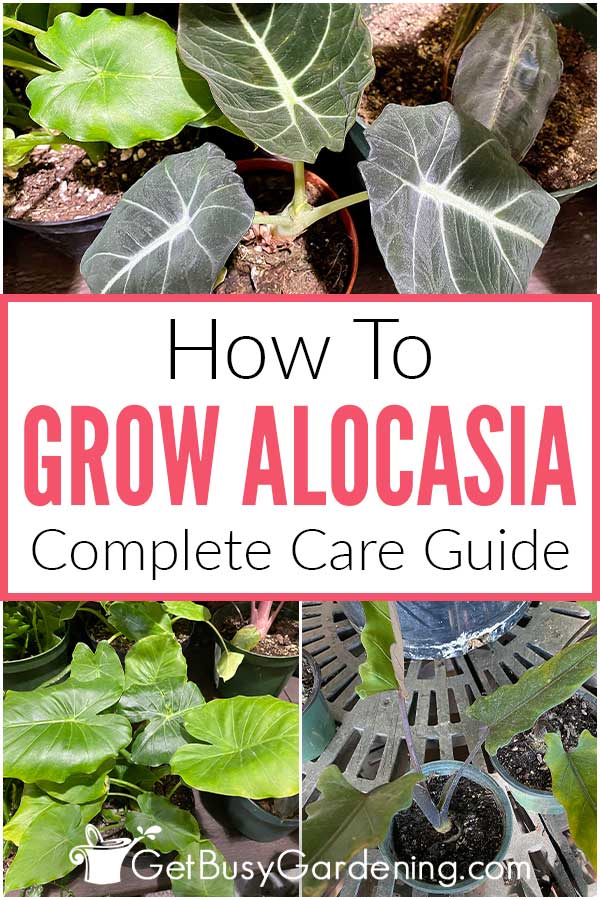 How To Grow Alocasia Complete Care Guide