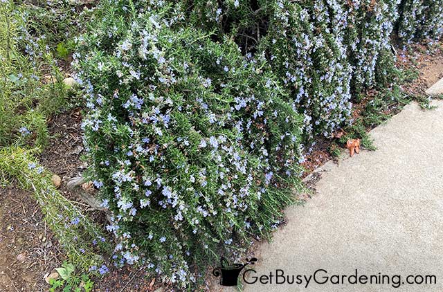An overgrown rosemary plant before pruning