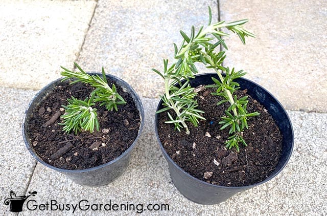 Brand new baby rosemary plants