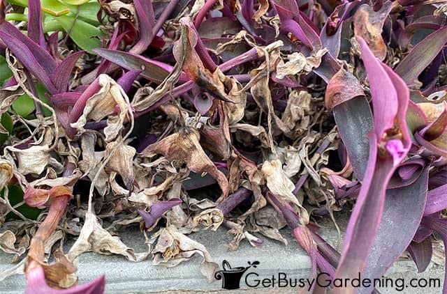Brown leaves on purple queen plant