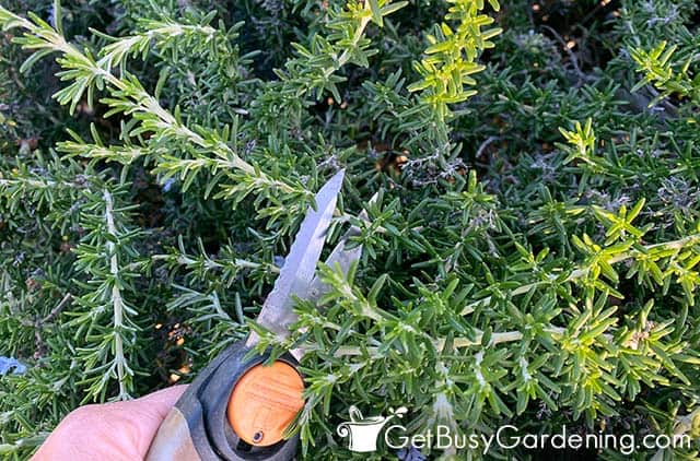 How to harvest rosemary – for delicious scent and flavor