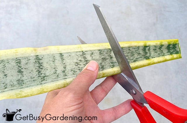 Cutting up Sansevieria leaf for propagation
