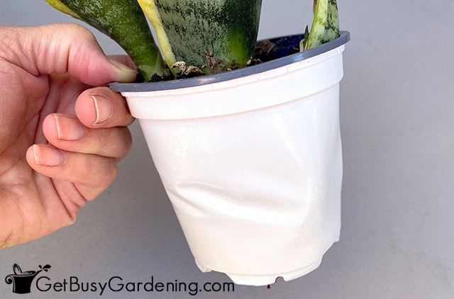 Distorted pot from root-bound snake plant