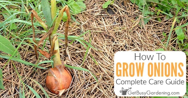 Growing onions in containers: expert tips for success