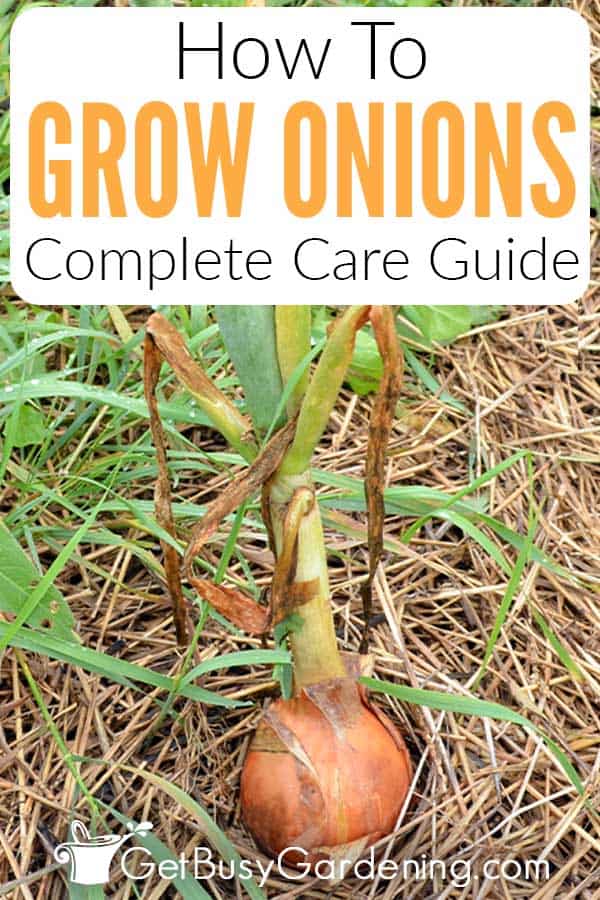 How To Grow Onions Complete Care Guide