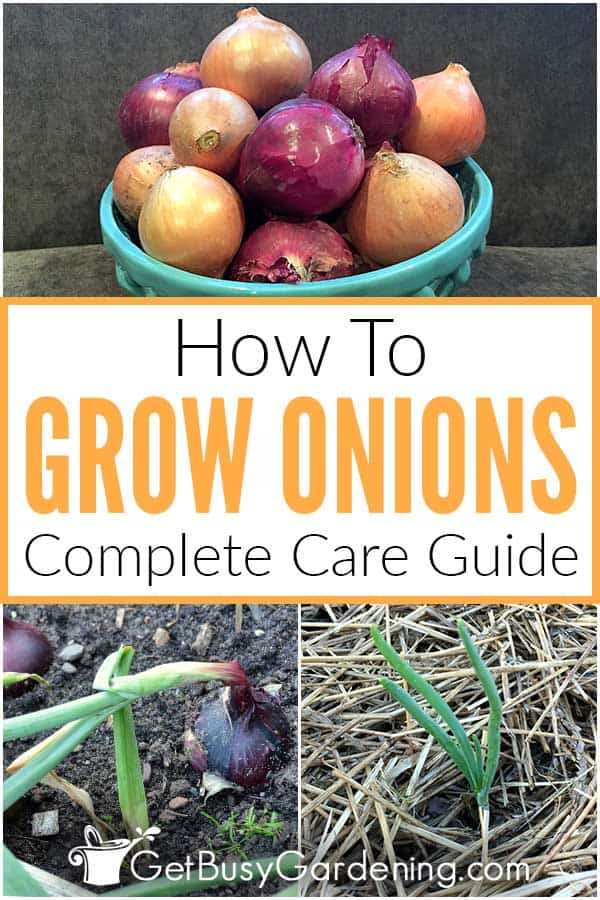 How To Grow Onions Complete Care Guide