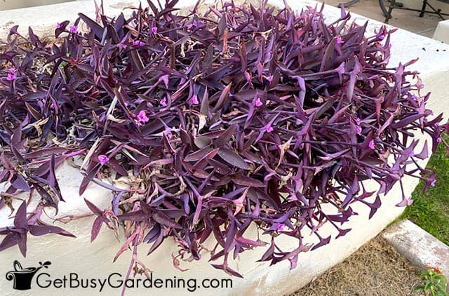 Growing purple heart in an outdoor planter