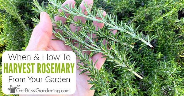 Rosemary: Learn How To Plant, Grow and Harvest