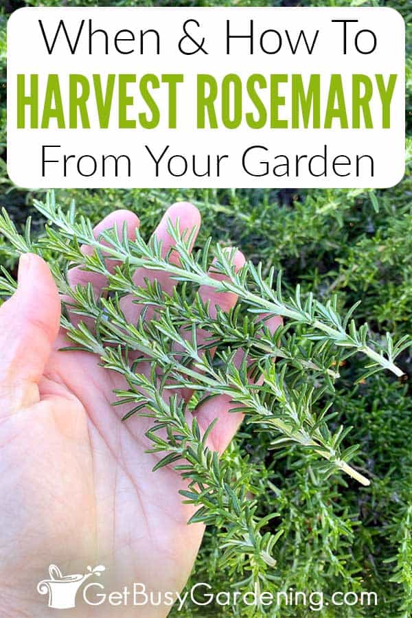 When & How To Harvest Rosemary From Your Garden