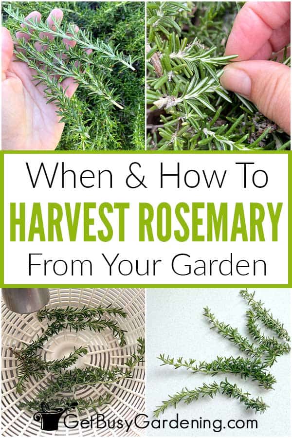 When & How To Harvest Rosemary From Your Garden