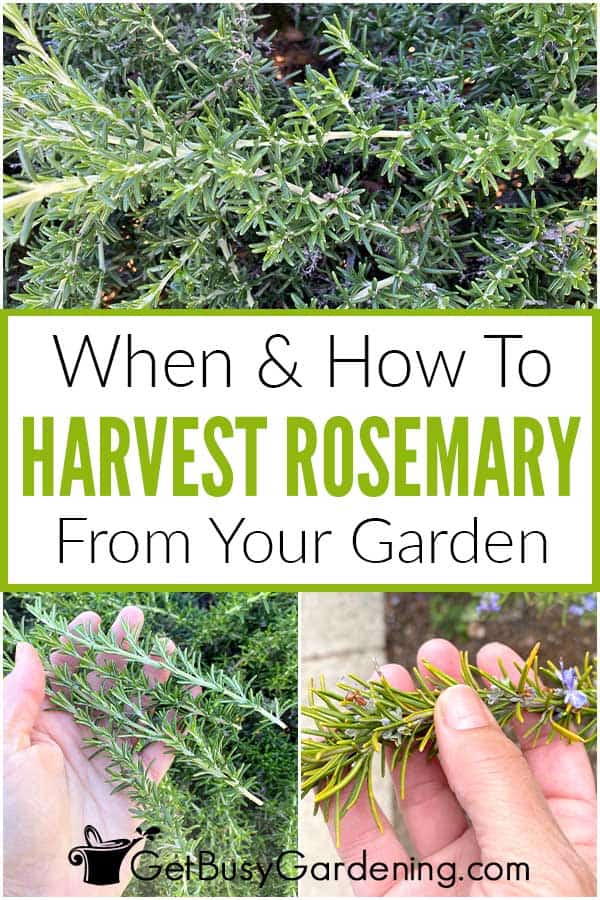 How To Harvest Rosemary The Right Way - Epic Gardening