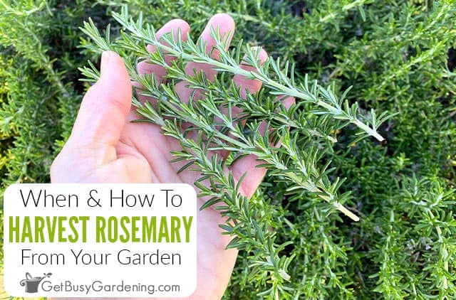 Harvesting Rosemary: When & How To Pick The Leaves & Sprigs