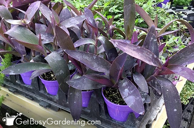 Indoor purple heart plants in pots