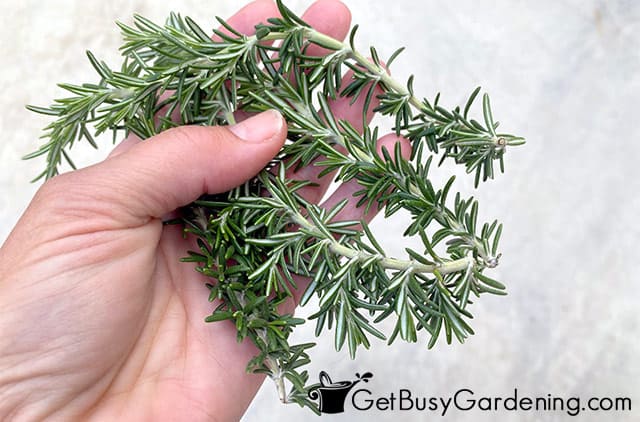 Lower leaves still attached to rosemary cuttings