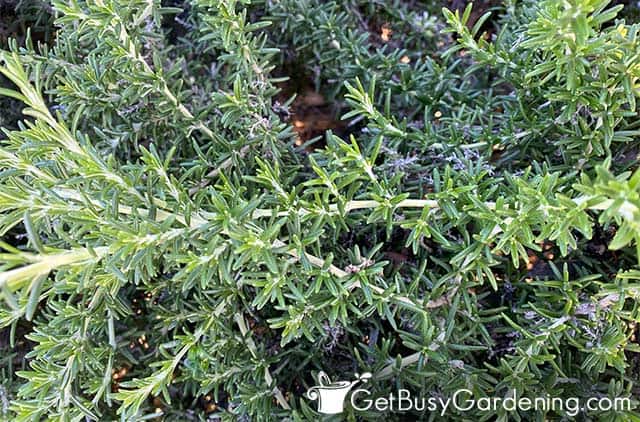 Mature rosemary ready to pick
