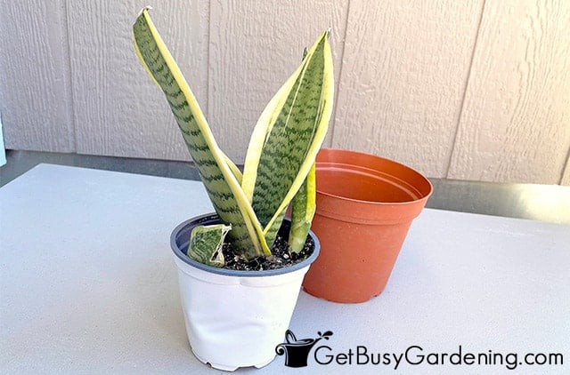 Mother in laws tongue plant before repotting