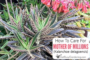How To Care For Mother Of Millions Plant (Kalanchoe delagoensis)