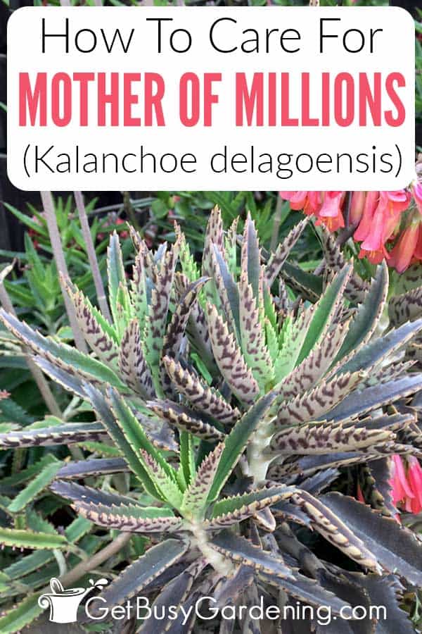 How To Care For Mother Of Millions (Kalanchoe delagoensis)
