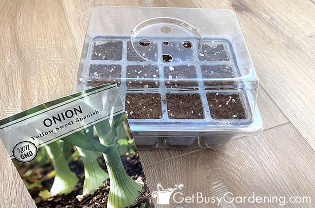 My onion seeds planted in a covered tray