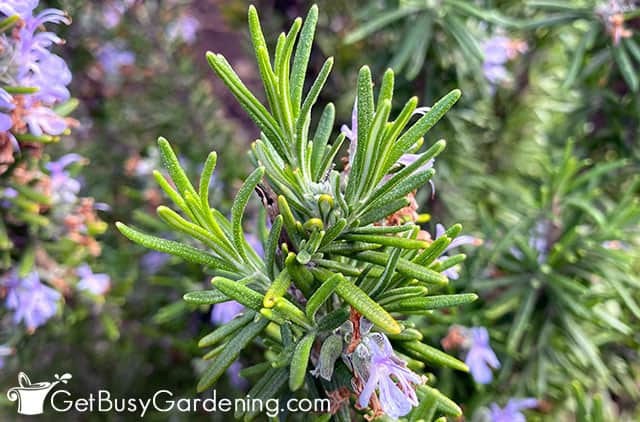 New growth on tip of pruned rosemary branch