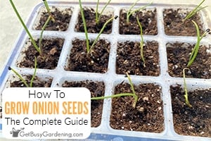 How To Grow Onions From Seed & When To Start