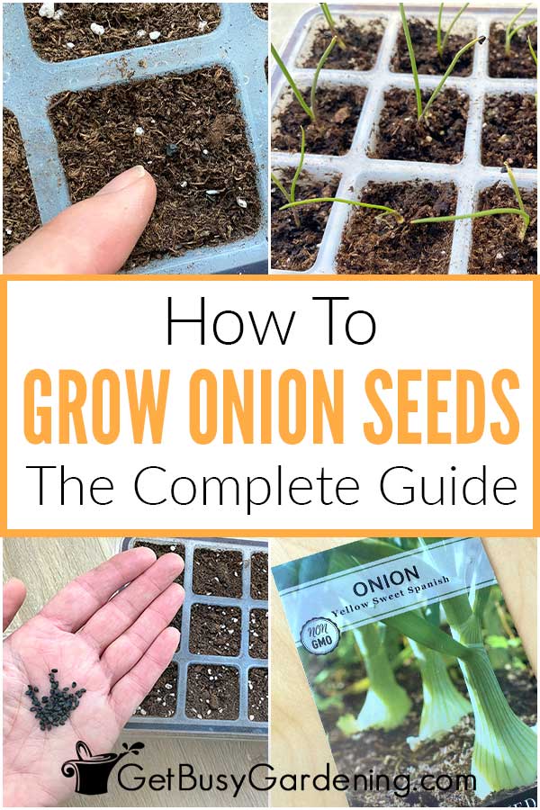 How To Grow Onion Seeds The Complete Guide