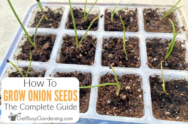 How To Grow Onions From Seed & When To Start