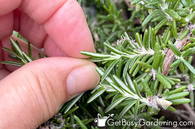 Picking rosemary plant leaves