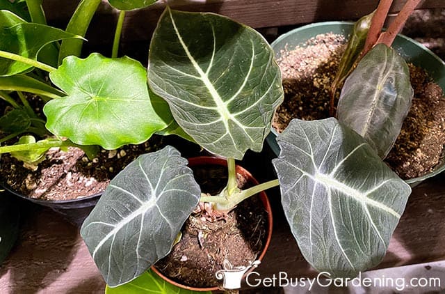 Various potted alocasia plants