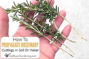 Propagating Rosemary By Rooting Cuttings In Water Or Soil