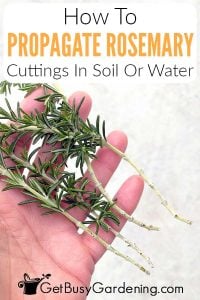 How To Propagate Rosemary Cuttings In Water Or Soil