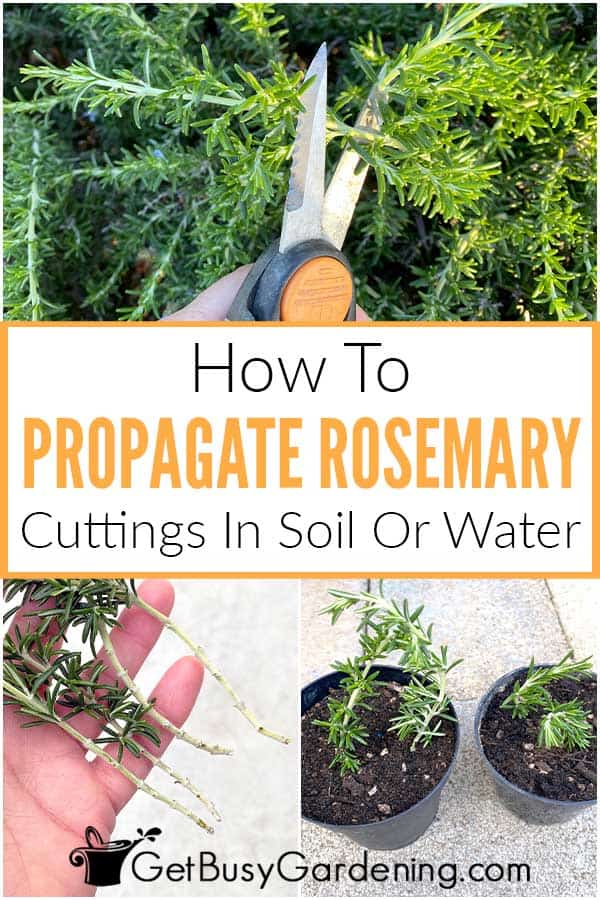 How To Propagate Rosemary Cuttings In Soil Or Water