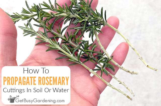 How to Grow Rosemary From Seed: 3 Tips for a Healthy Harvest – Sow