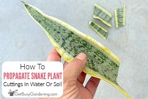 How To Propagate Snake Plant (Sansevieria) In Water Or Soil
